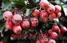 Hawthorn fruit Extract powder 
