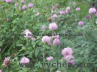 Red Clover P.E
