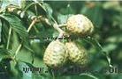 natural/Horse Chesnut Extract