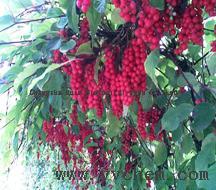 quality Schisandra Chinensis P.E