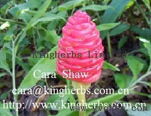 Kingherbs offer China Zingiber Zerumbet Extract