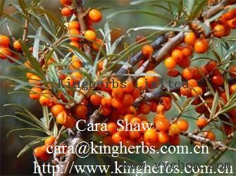 Kingherbs offer China Sea Buckthorn Seed Extract