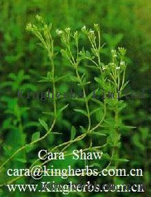 Supply China Stevia Extract/Steviosides