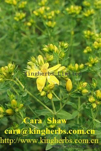 Supply China St. John's wort Extract