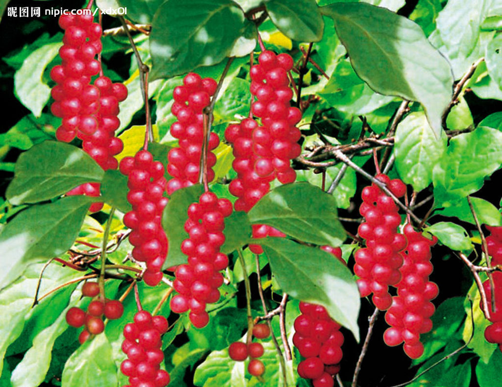 Low price/supply/high quality/Schisandra Chinensis extract/ Schisandrins 2%-9%/ Schisandrin A/B 1%