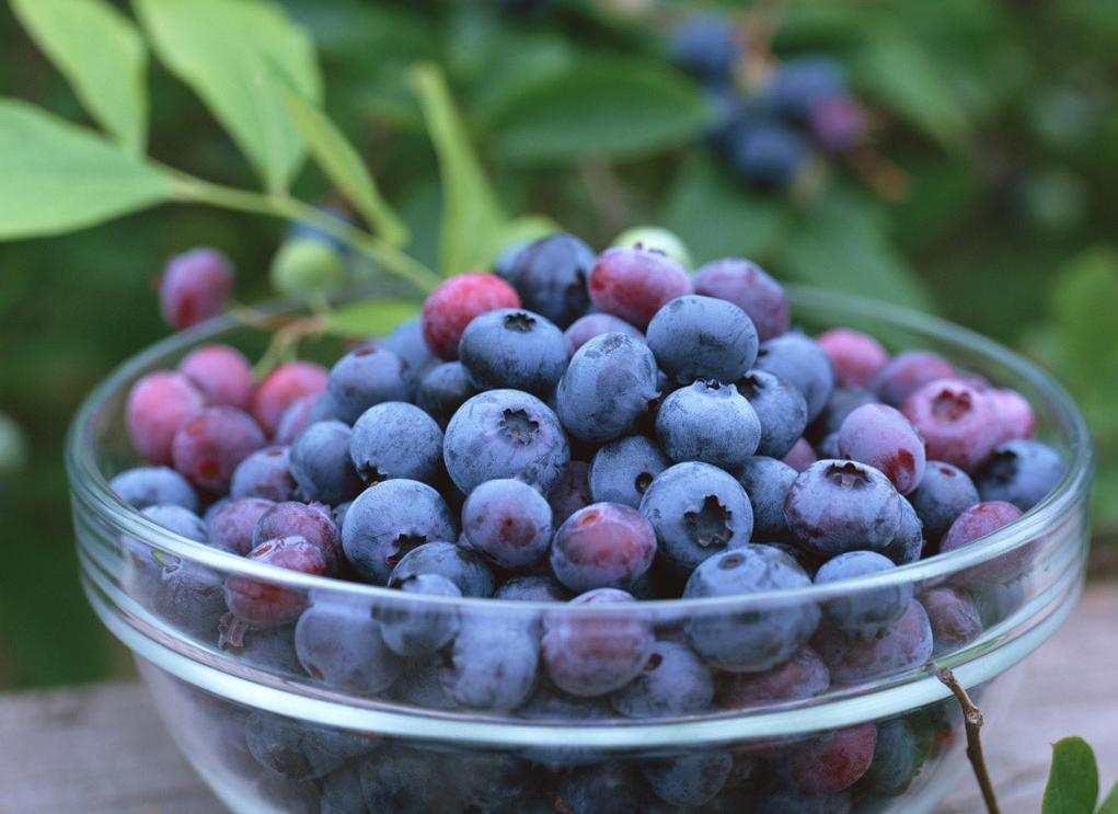 Low price/supply/high quality/Natural/Bilberry extract25%/Bilberry extract36%/25%-36% Anthocyanidin