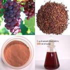 Grape Seed Extract