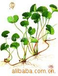 Centella Asiatica Extract