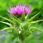 Milk Thistle Extract