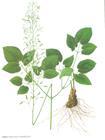 Epimedium Extract