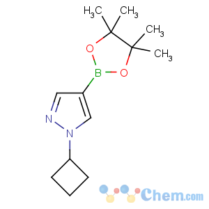 CAS No:1002309-48-9 1-cyclobutyl-4-(4,4,5,5-tetramethyl-1,3,2-dioxaborolan-2-yl)pyrazole