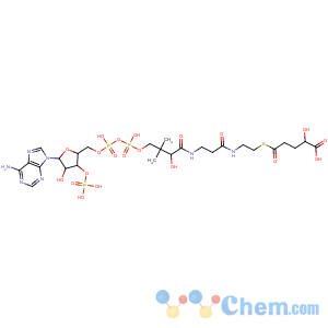 CAS No:137374-53-9 Coenzyme A,S-[1-hydrogen 2-hydroxypentanedioate], (R)- (9CI)