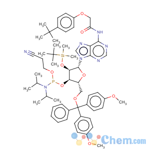CAS No:149989-64-0 5'-O-(4,4-Dimethoxytrityl)-2'-O-[(tert-butyl)dimethylsilyl]-N-[[4-(tert-butyl)phenoxy]acetyl]adenosine-3'-(2-cyanoethyl-N,N-diisopropyl)phosphoramidite