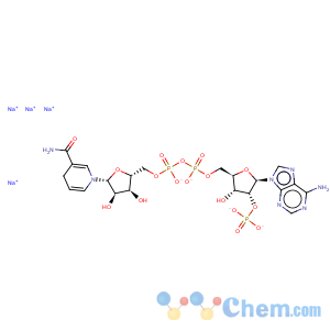 CAS No:2646-71-1 Dihydronicotinamide-adenine dinucleotide phosphate tetrasodium salt