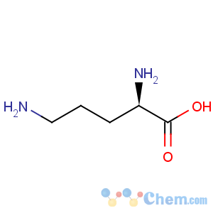 CAS No:348-66-3 D-ornithine