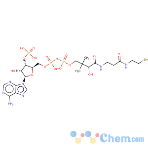 CAS No:85-61-0 Coenzyme A